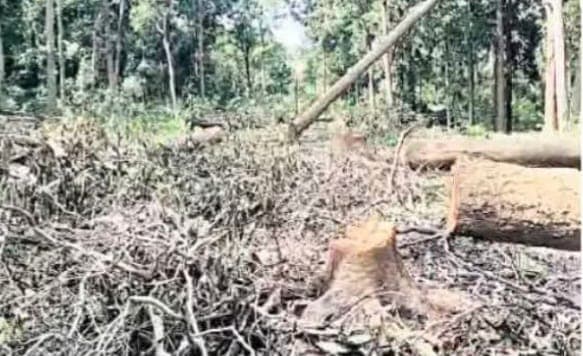 ସଚେତନତା ପରେ ବି ଚେତିଲେନି ଲୋକେ, ଚାଲିଛି ଗଛକଟା, ଜଳୁଛି ଜଙ୍ଗଲ